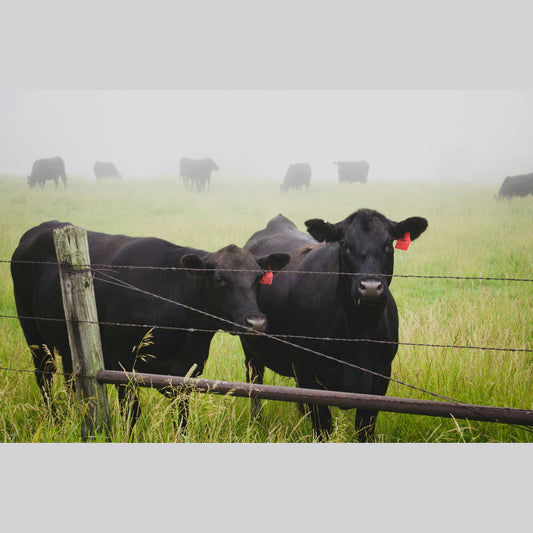 Deposit Quarter Beef - Colorado Raised